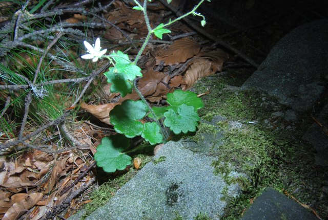 Saxifraga rotundifolia / Sassifraga a foglie rotonde